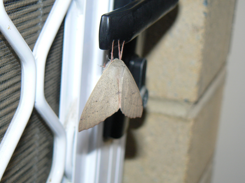 The Canberra Door Moth in its natural environment