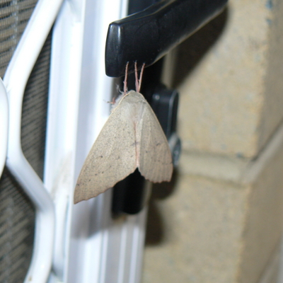 The Canberra Door Moth in its natural environment