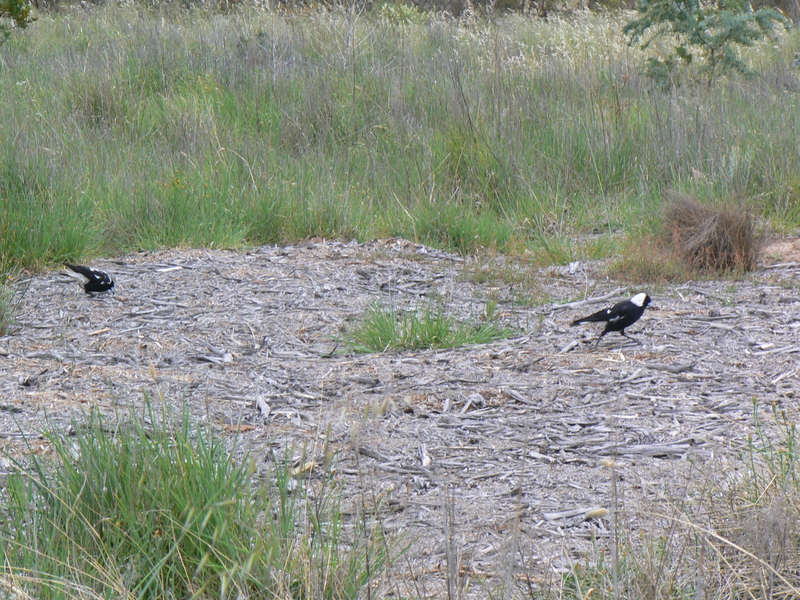 Two magpies
