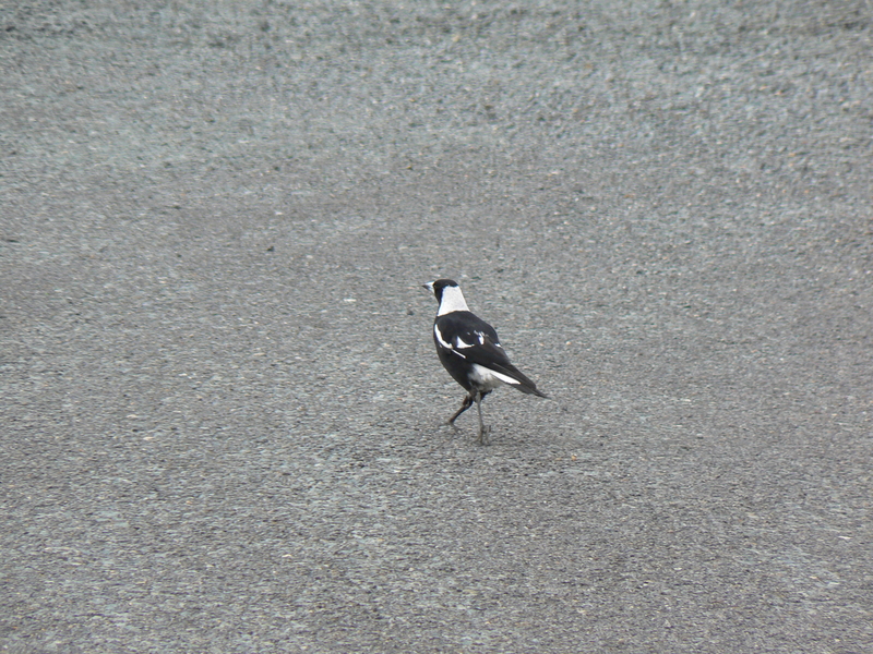 Another magpie
