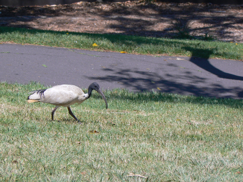 An ibis. I've been meaning to take a photo of an ibis in Canberra for years, so I'm glad I saw one in Sydney.