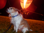 Nattie & The Hot Air Balloon or as she would put it: "Me sitting near some big noisy fire breathing hot air monster"