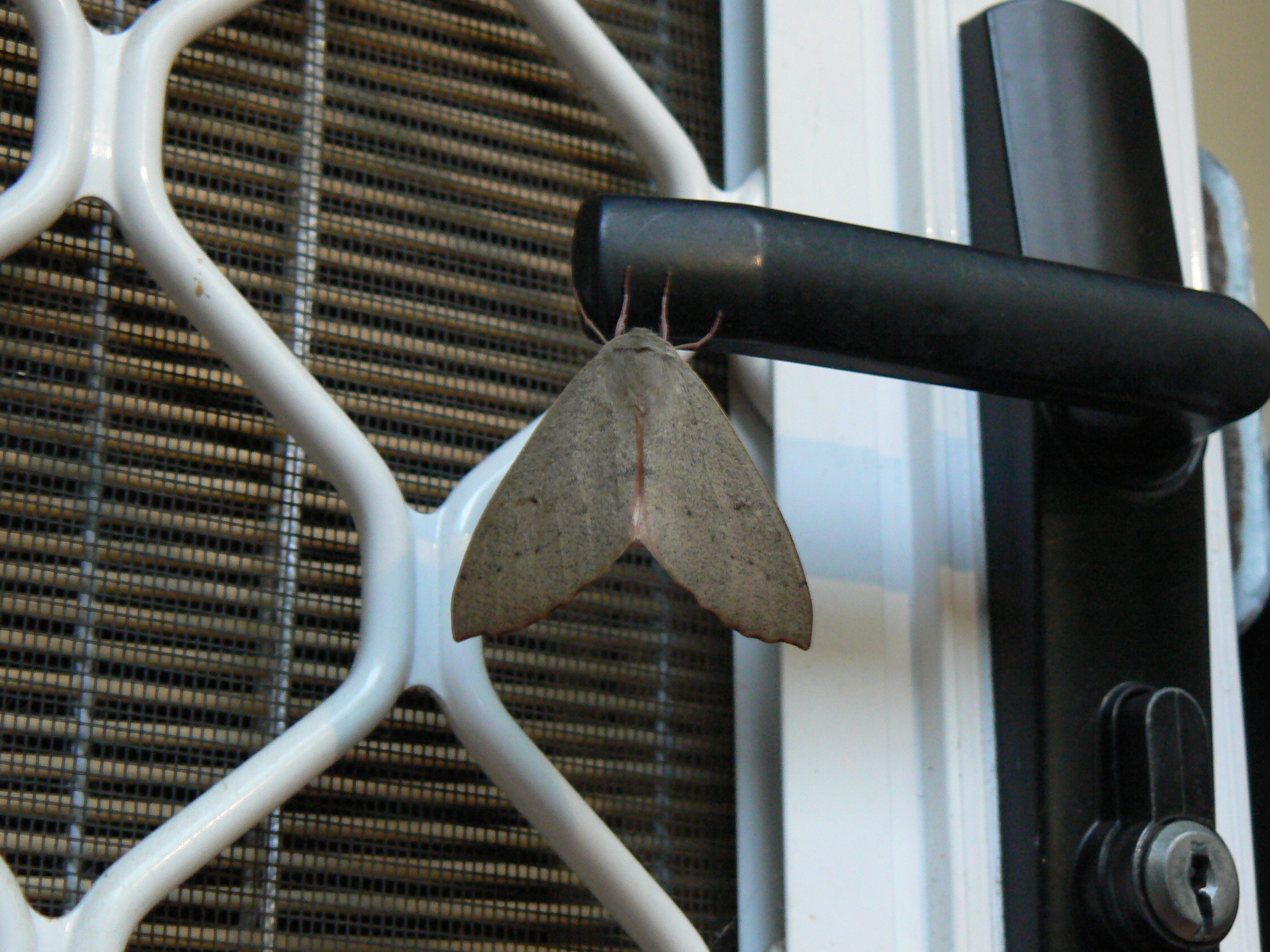 It's a big Canberra Door Moth