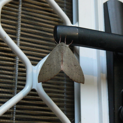 It's a big Canberra Door Moth