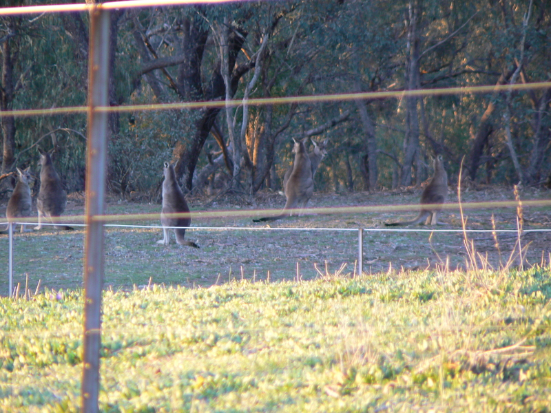 More kangaroos.