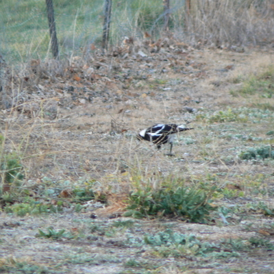 A magpie on the other side of Antil Street