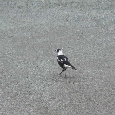 Another magpie